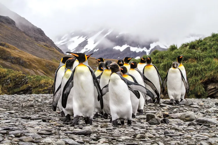 A gang of king penguins. A gang of king penguins.