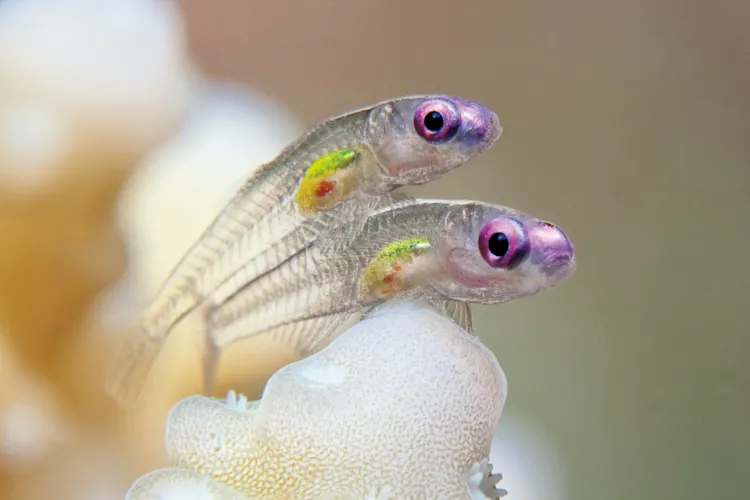 “It’s quite normal for this type of goby to sit still on hard coral like this. I spotted the first of these very small fish and set up my camera for the shot. Just as I was about to take a picture, a second goby came out of nowhere and sat on the first