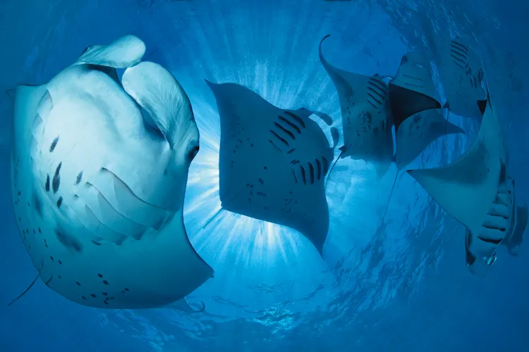 “Once in a while, manta rays appear in great numbers in a small bay in the Baa Atoll. The concentration of plankton must be very high in this particular bay, because up to 200 manta rays have been seen here at one time. It can be difficult to capture a n