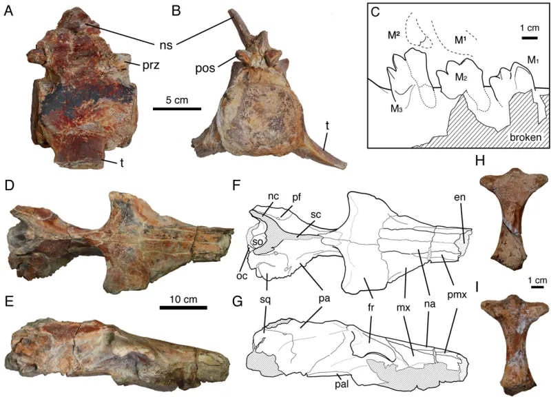 A scientific diagram containing photos and illustrations of the bones and teeth of fossil whales.