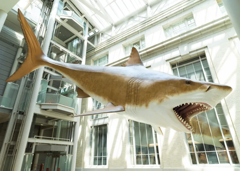 a life size model of a megalodon