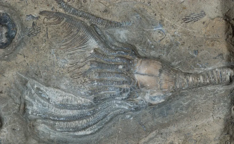 a fringed fossil feather star