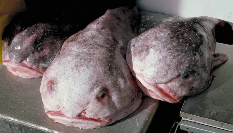 Blob Sculpin, A Deepwater Fish