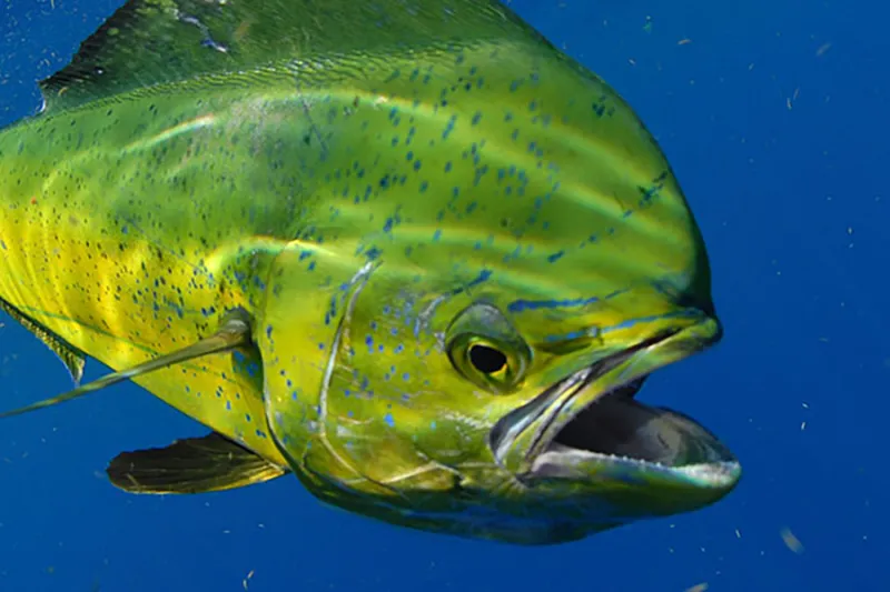 A green mahi-mahi fish underwater