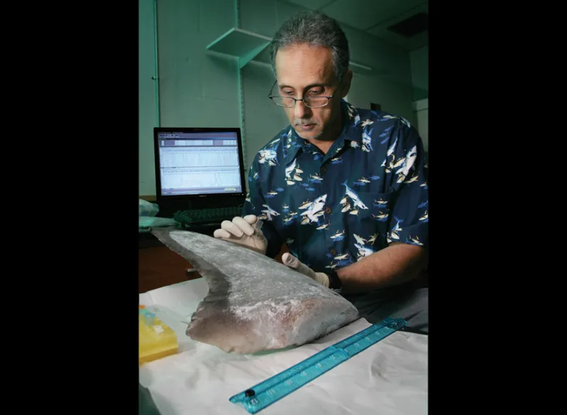 A geneticist samples shark DNA