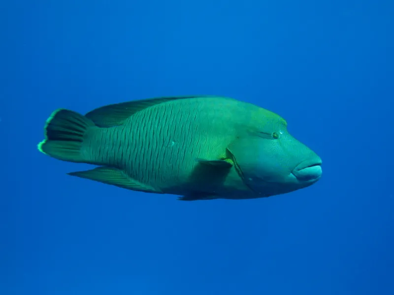 A male humphead wrasse