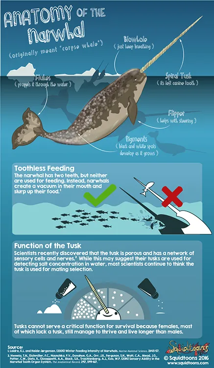 Diagram of narwhal anatomy and tusk function