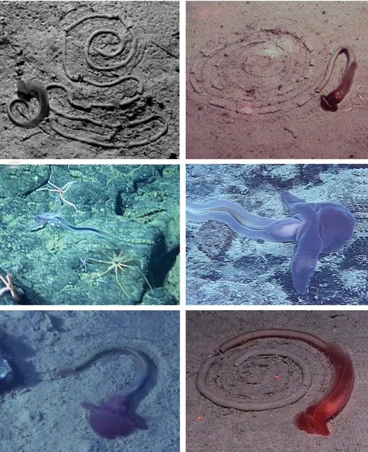 These wormlike animals make spiral tracks on the sea floor.