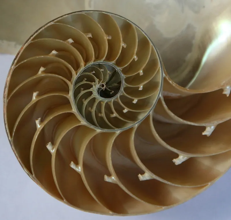 A cross-section of a nautilus shell is not only beautiful, it also is a great example of the chambered cephalopod shell. The projections splitting each chamber are the siphuncle tubes that allow gas and liquid to be transferred from chamber to chamber.