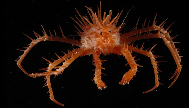 This crab was collected on a NOAA/MAR-ECO cruise to the Mid-Atlantic Ridge in 2009.