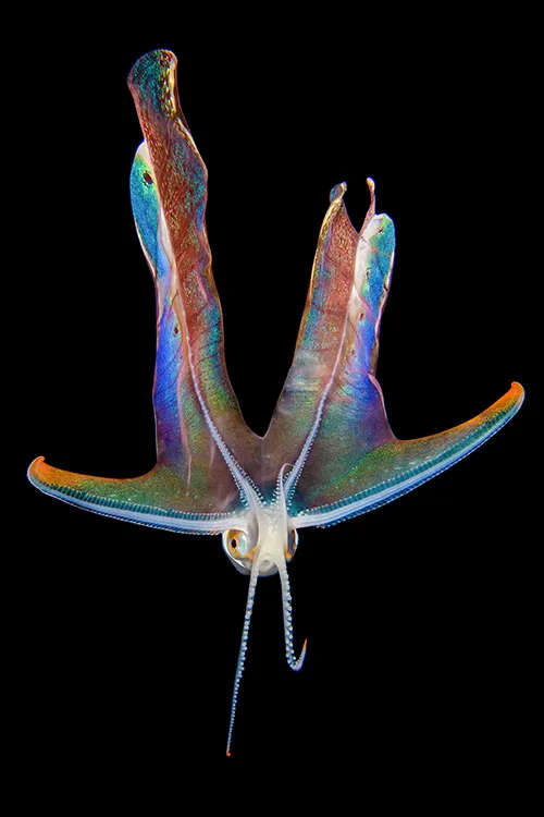 an octopus with rainbow colored webbing between its arms