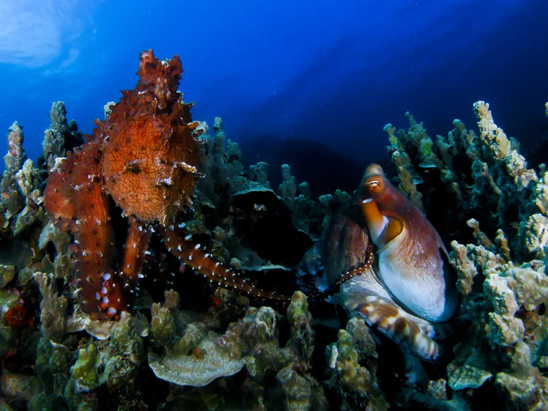 Two octopuses sitting underwater highlight the different textures the animals can take on.
