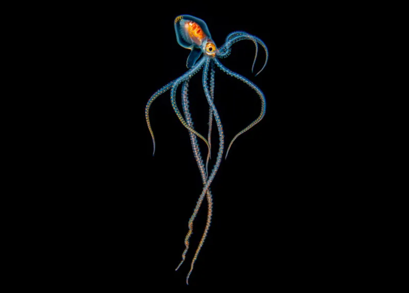 a colorful octopus in blackwater