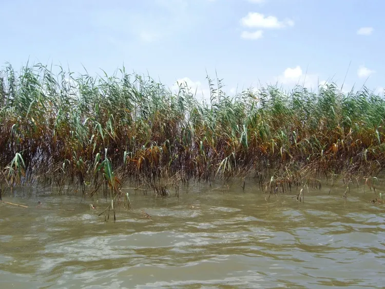 Marsh Erosion Sped Up: One of the worst places for oil to end up after a spill is in marshes, where it can kill grass and cause erosion. But how much damage does it do, how far inland does it reach, and how long does the damage last? Pictured here is oiled