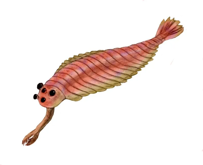 Illustration of Opabinia with five eyes and what look like scales.