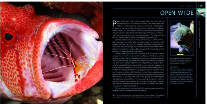 Photo Spread showing a shrimp cleaning a fishes mouth from Citizens of the Sea