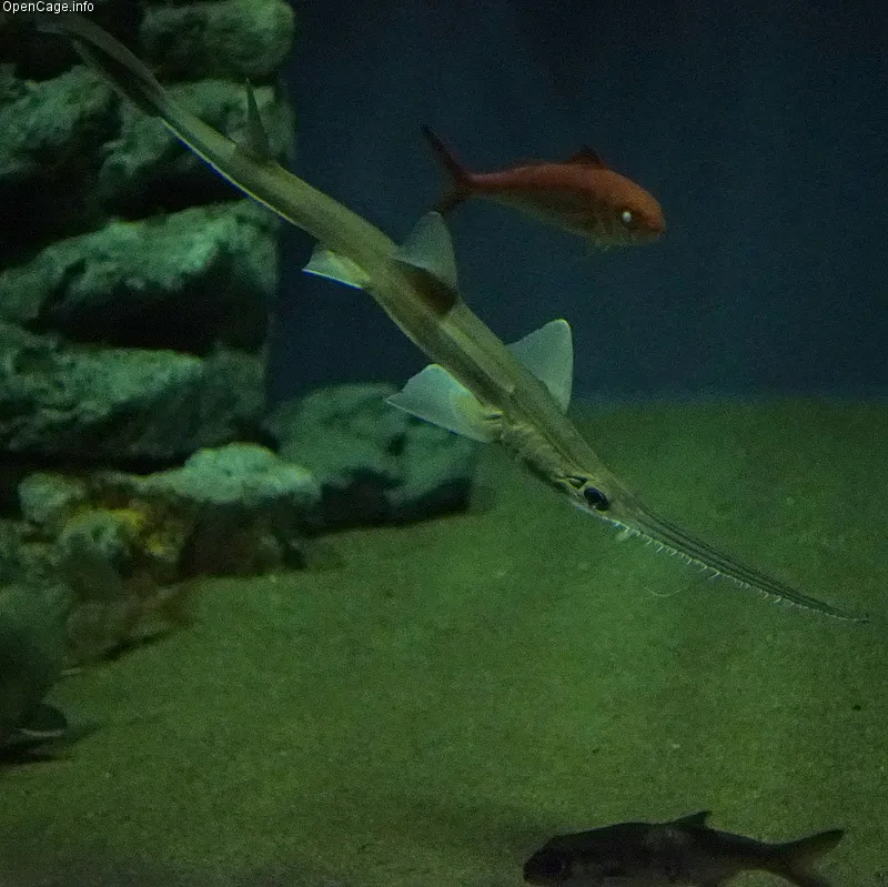 How well could you eat with a saw on your face? If you were a sawshark, you couldn’t eat without one! Sawsharks are named for their long snouts, which have sharp teeth protruding from either side. They attack their prey by slashing these “saws” from 