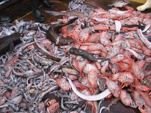 Orange roughy and various marine species, bycatch, on the deck of a research trawler