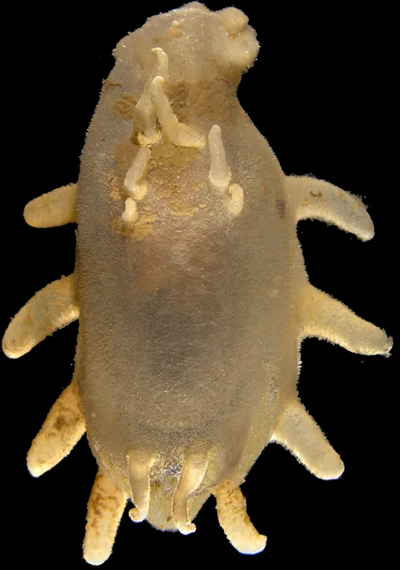 A species of sea cucumber from the Arctic discovered by Census of Marine Life researchers.
