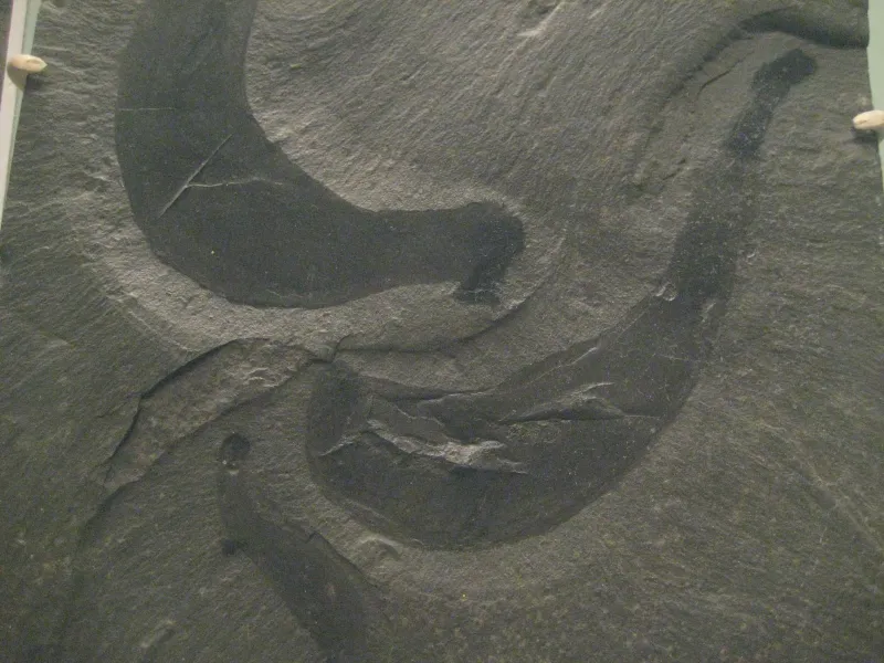 A fossil imprint of Ottoia prolifica.