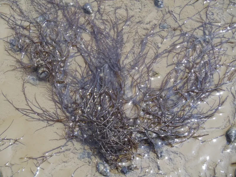 The red seaweed Gracilaria vermiculophylla (Gverm).