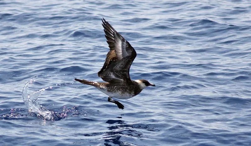 Pomarine Jaegers (Stercorarius pomarinus) are predatory and pirate-like seabirds that will often steal prey from other birds.