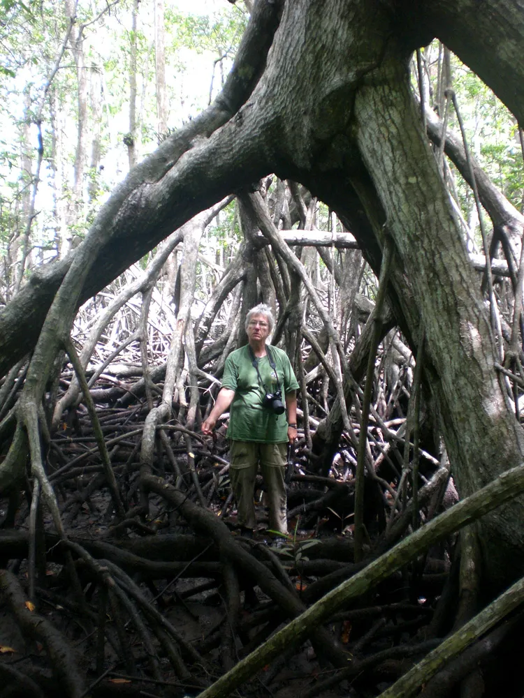 Dr. Candy Feller is framed by the roots of a mangrove tree on Panama’s Pacific coast.
