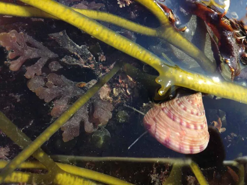 A painted top shell sits in the water of low tide.