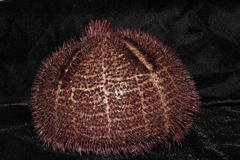 This purple urchin Paleopneustes cristatus is seldom seen by itself, and can be found in groups of hundreds.