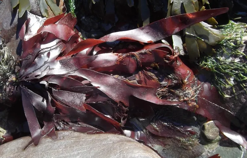 red fronds of kelp in low tide
