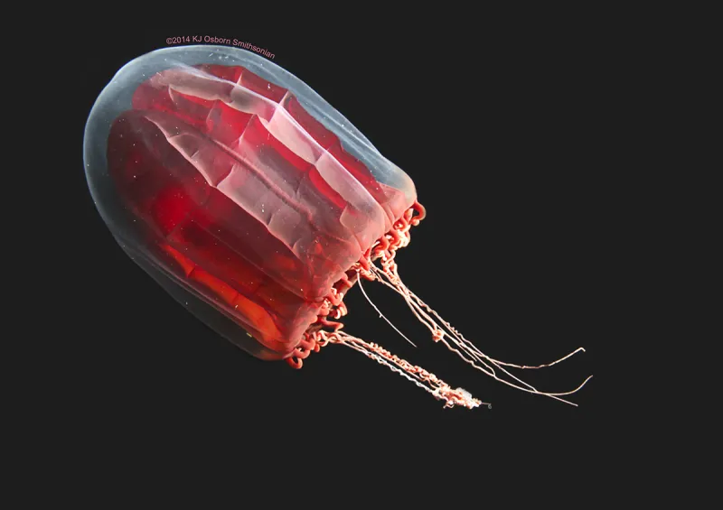 Red Paper Lantern Jellyfish In this photo, the jellyfish Pandea rubra may have been surprised by a camera light or in a defensive state, causing it to contract its red mantle and reveal its complex muscle anatomy.