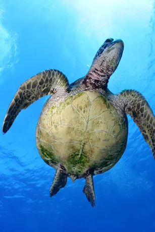 The Papahanaumokuakea site in the United States was inscribed on the World Heritage List in 2010. The site is a vast isolated cluster of small low-lying islands and atolls surrounded by ocean that provides safe habitat for endangered species like the green