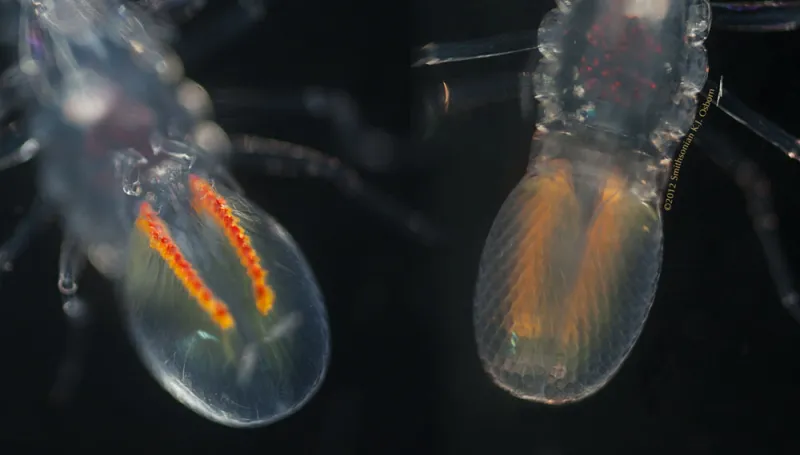 Two small, translucent hyperiids with very large eyes. 