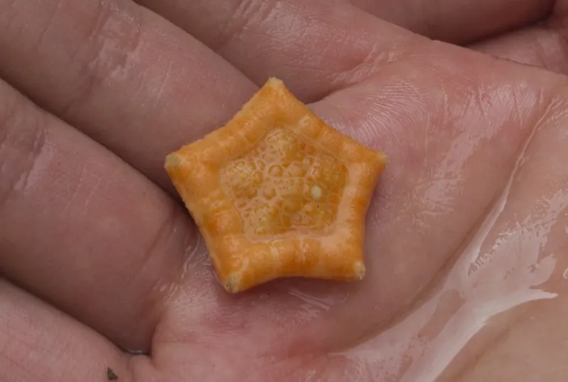 This small sea star, little more than an inch across, is orange on top and whitish underneath.