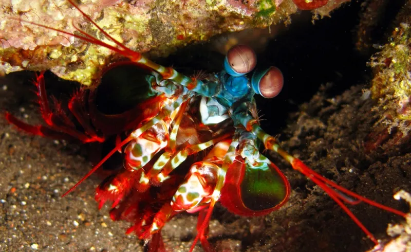 A smasher mantis shrimp came out from its burrow on fringing reef adjacent to US Liberty ship wreck in Tulamben, Bali, Indonesia at a depth of 6 meters.