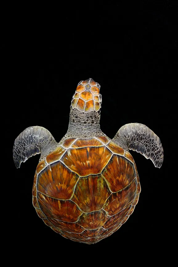 “As an underwater nature photographer, I struggled for a new way to bring back visions of fish and fauna. Soon I discovered that taking water out of the picture, rendering it invisible while it is still evident that it surrounds the subject, is a powerfu