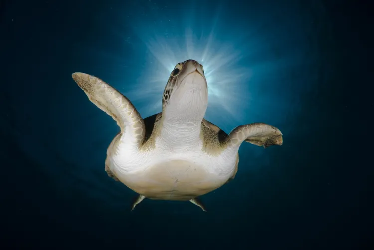 Green Sea Turtle, Armeñime, Tenerife, Canary Islands, Spain 
