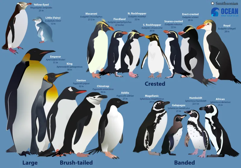 a graphic with every penguin species