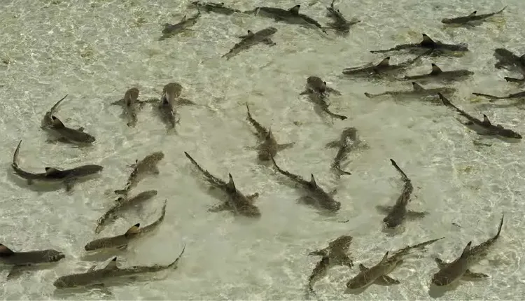 A shark nursery in a lagoon in the Pacific.