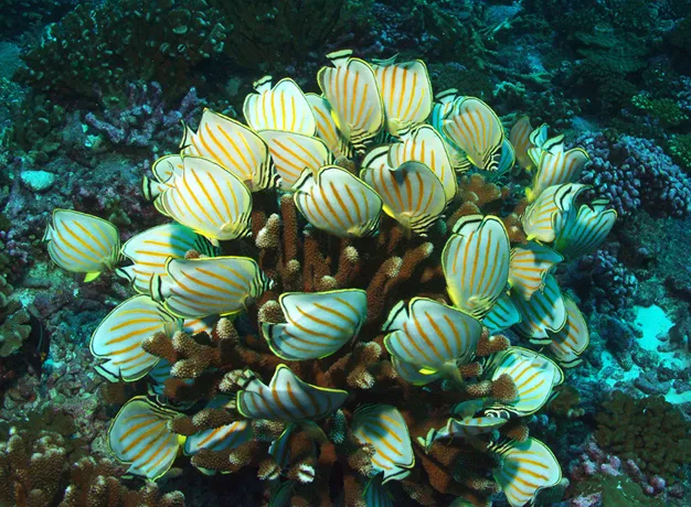 The Phoenix Islands Protected Area site in Kiribati was inscribed on the  World Heritage List in 2010. The site encompasses one of the world's  largest intact oceanic coral archipelago ecosystems, together with 14  known underwater seamounts and other deep