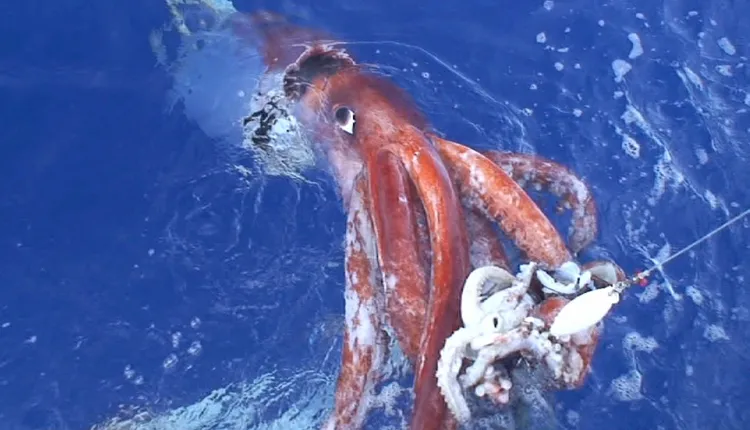 Japanese scientists videotaped this female giant squid, alive, at the water's surface