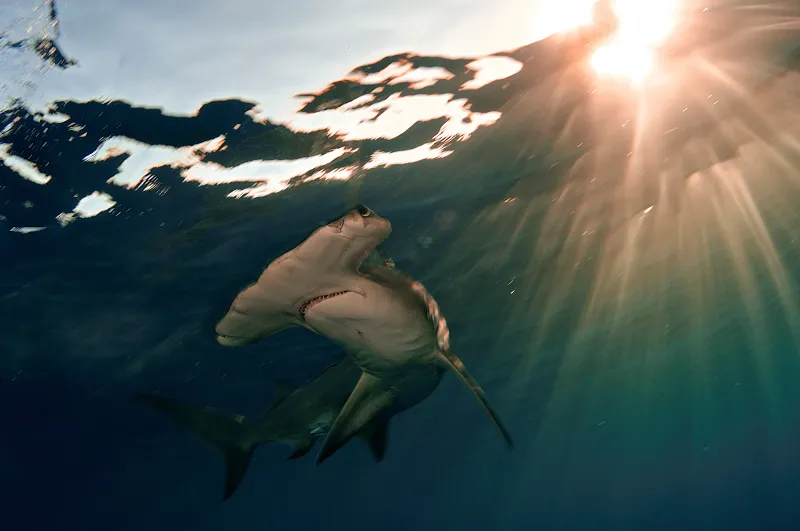 A male great hammerhead shark swims just below the surface of the water in the Bahamas at sunset.