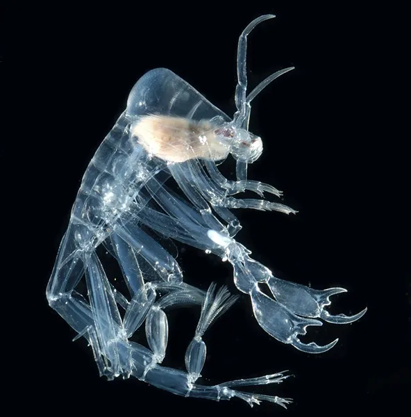 Giant eyes spot prey. Huge claws grab the prey, and a tiny mouth rips it to shreds.