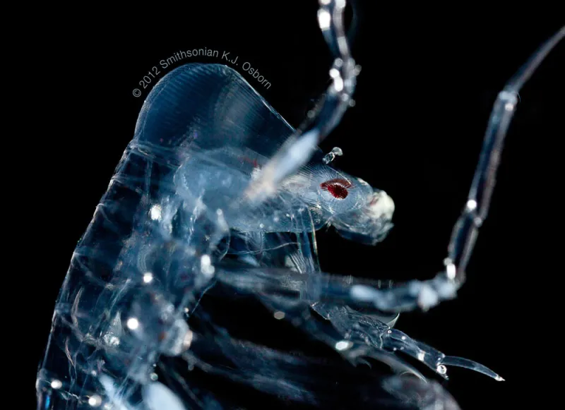 A side-view of a translucent phronima with a large red eye. 