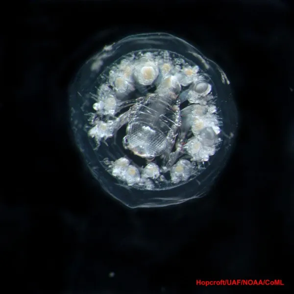 A transparent amphipod looks a bit like a lobster, surrounded by white eggs. 
