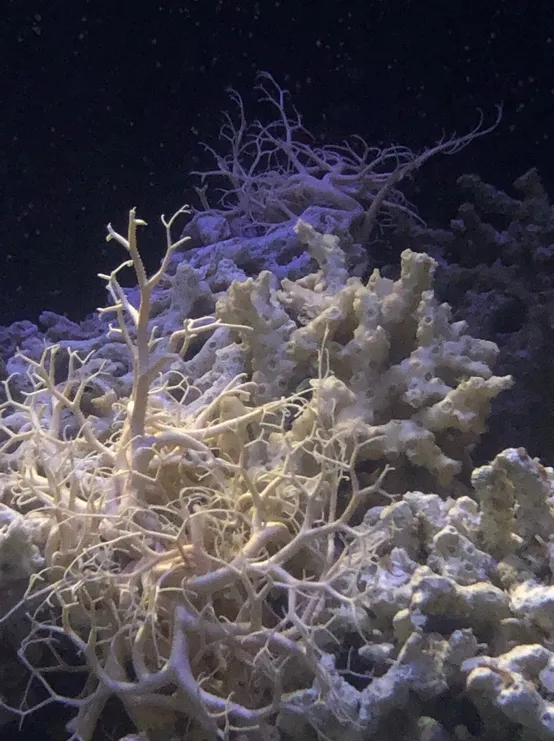 two brittle stars in a tank