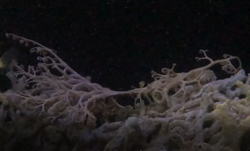 a sea star splits in two