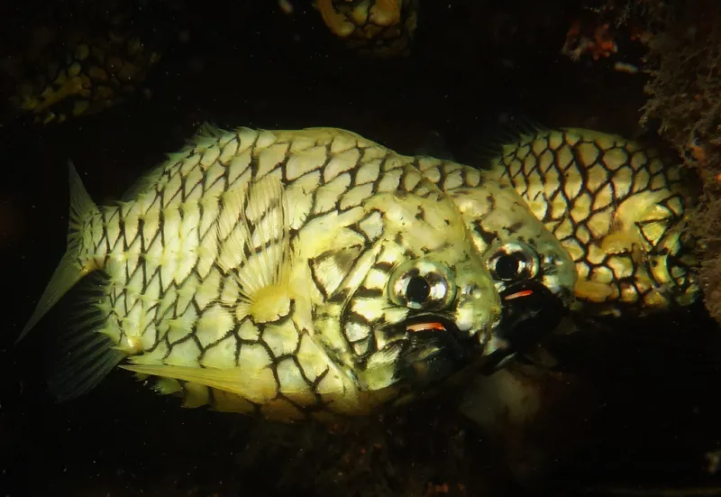 he pineapplefish has glowing organs that can be used to find prey at night.