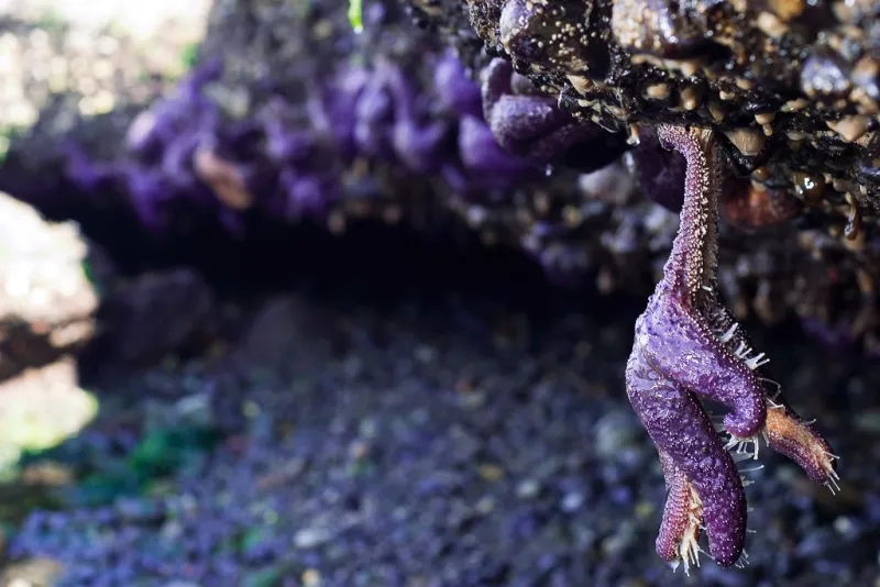 Sea star in a tide pool