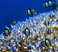 On a healthy coral reef, fish (as well as many other organisms) thrive. Not only are reefs beautiful, but they are also critical to ocean health and human livelihoods.